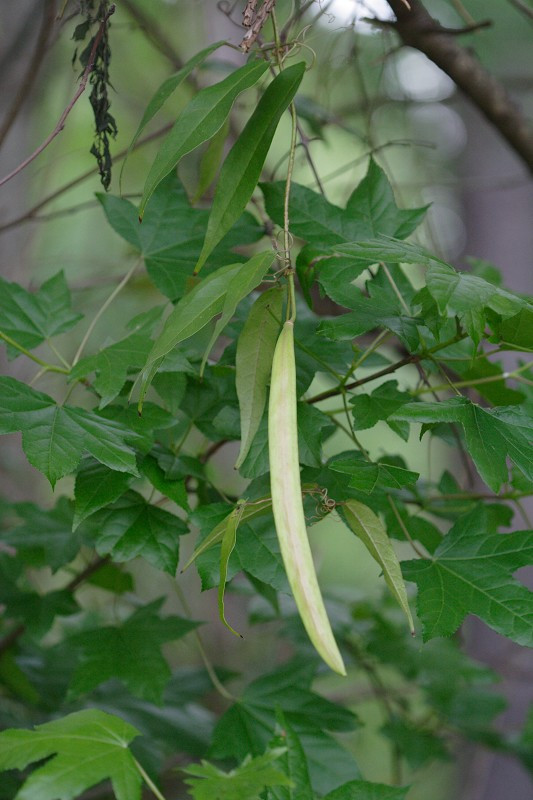 Crossvine - Bignonia capreolata 5