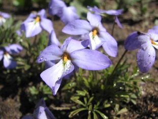 Birdsfoot Violet - Viola pedata 1