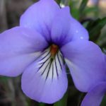 Birdsfoot Violet - Viola pedata 2