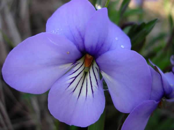 Birdsfoot Violet - Viola pedata 2