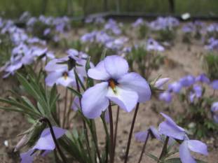 Birdsfoot Violet - Viola pedata 3