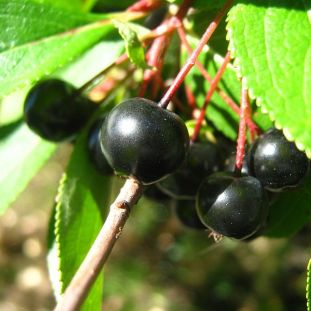 Black Chokeberry - Photinia melanocarpa (Aronia melanocarpa, Pyrus melanocarpa)
