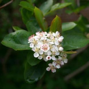 Black Chokeberry - Photinia melanocarpa (Aronia melanocarpa, Pyrus melanocarpa) 2