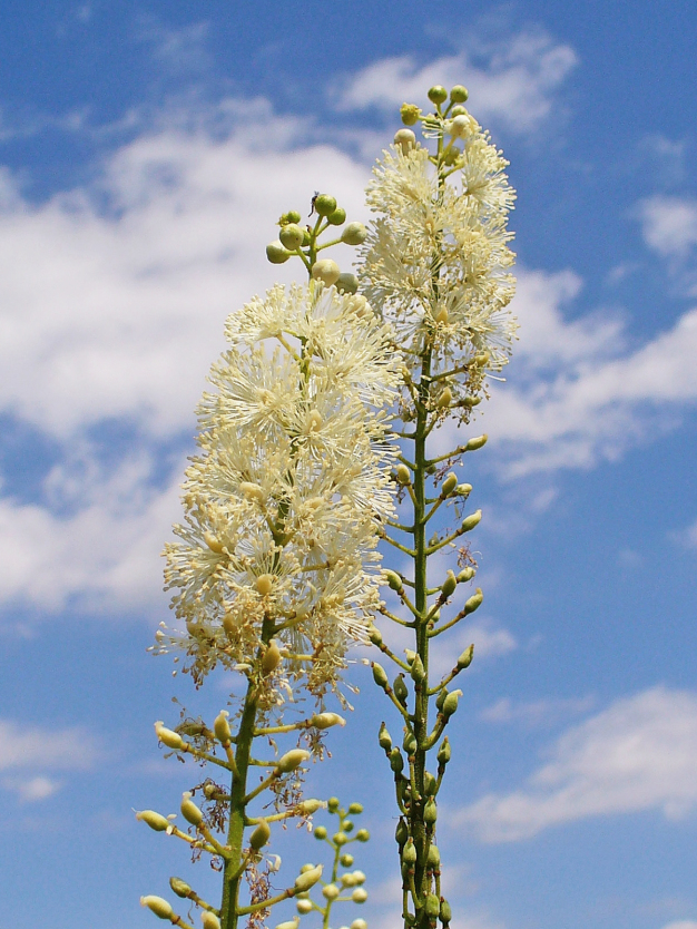 Black Cohosh, Bugbane, Black Snakeroot, Fairy Candles - Cimicifluga racemosa