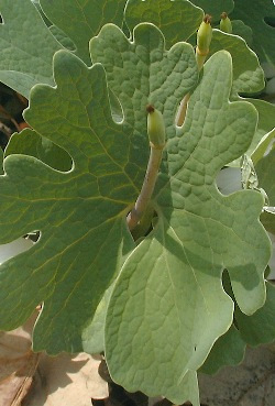 Bloodroot - Sanguinaria canadensis