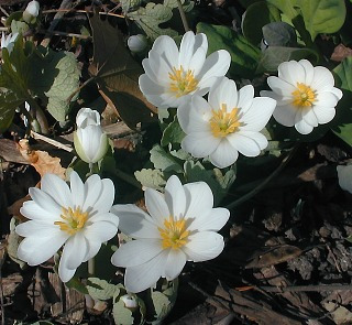 Bloodroot - Sanguinaria canadensis 1