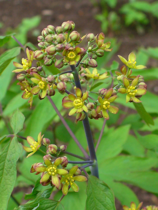 Blue Cohosh - Caulophyllum thalictroides