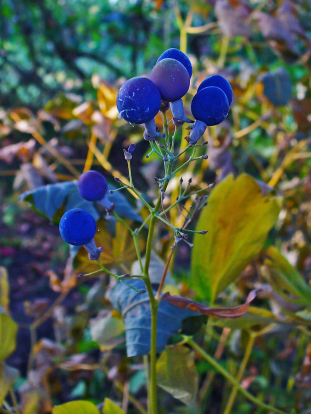 Blue Cohosh - Caulophyllum thalictroides 2