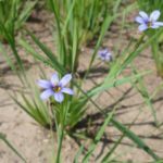 Blue-eyed Grass, Stout Blue-eyed Grass - Sisyrinchium angustifolium