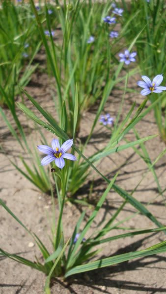 Blue-eyed Grass, Stout Blue-eyed Grass - Sisyrinchium angustifolium