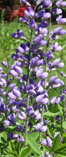 Wild Blue Indigo - Baptisia australis 3