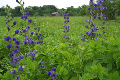 Wild Blue Indigo - Baptisia australis 2