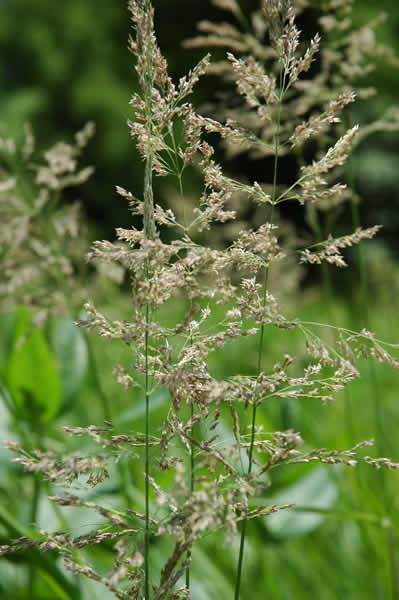 Blue Joint Grass, Bluejoint - Calamagrostis canadensis 2