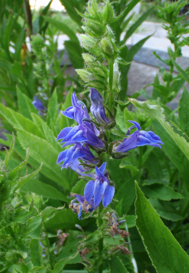 Great Blue Lobelia - Lobelia siphilitica