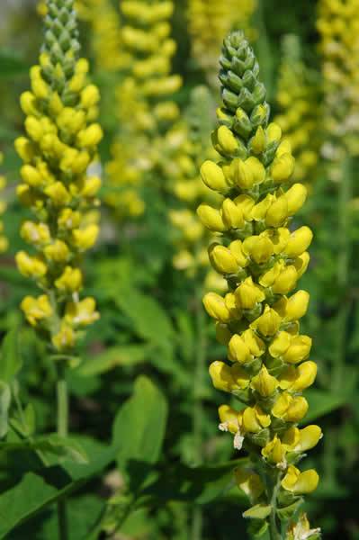 Blue-Ridge Buckbean, Aaron’s Rod, Carolina Lupine - Thermopsis villosa 1