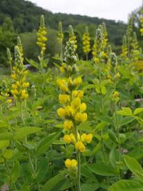 Blue-Ridge Buckbean, Aaron’s Rod, Carolina Lupine - Thermopsis villosa 2