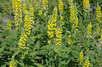 Blue-Ridge Buckbean, Aaron’s Rod, Carolina Lupine - Thermopsis villosa 3