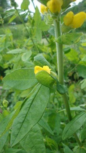 Blue-Ridge Buckbean, Aaron’s Rod, Carolina Lupine - Thermopsis villosa 4