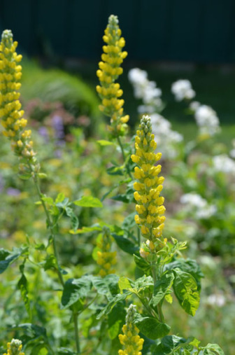 Blue-Ridge Buckbean, Aaron’s Rod, Carolina Lupine - Thermopsis villosa 5