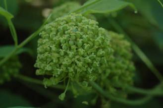 Blue Ridge Carrionflower - Smilax lasioneura 1