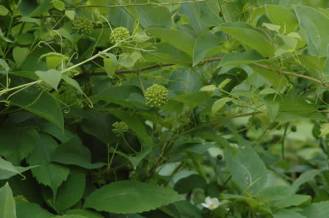 Blue Ridge Carrionflower - Smilax lasioneura 2