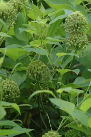 Blue Ridge Carrionflower - Smilax lasioneura 3