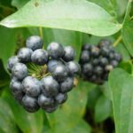 Blue Ridge Carrionflower - Smilax lasioneura 4