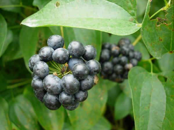 Blue Ridge Carrionflower - Smilax lasioneura 4