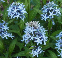 Blue Star - Amsonia tabernaemontana 4