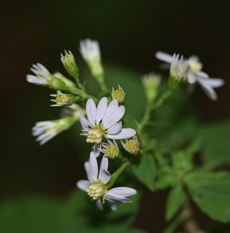 Heart-leaved Aster, Common Blue Wood Aster - Symphyotrichum cordifolium (Aster cordifolius)