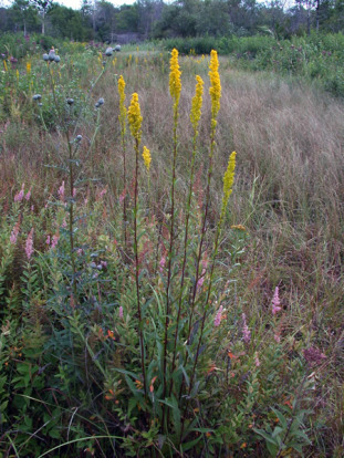 Bog Goldenrod, Swamp Goldenrod - Solidago uliginosa