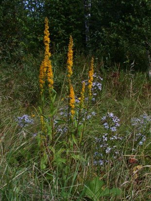 Bog Goldenrod, Swamp Goldenrod - Solidago uliginosa