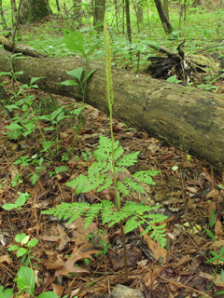 Rattlesnake Fern - Botrychium virginianum (Botryus virginianus) 3