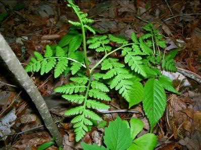 Rattlesnake Fern - Botrychium virginianum (Botryus virginianus) 2