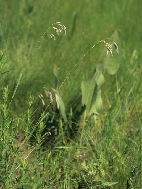 Fringed Brome - Bromus ciliates 2