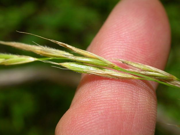 Fringed Brome - Bromus ciliates