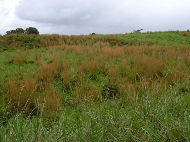 Broomsedge Bluestem, Broom-sedge - Andropogon virginicus