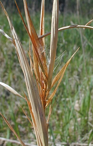 Broomsedge Bluestem, Broom-sedge - Andropogon virginicus 2