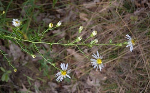 Bushy Aster, Rice Button Aster - Symphyotrichum dumosum (Aster dumosus)