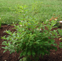 Buttonbush - Cephalanthus occidentalis