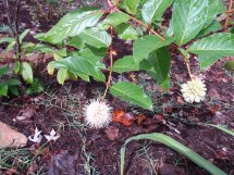 Buttonbush - Cephalanthus occidentalis