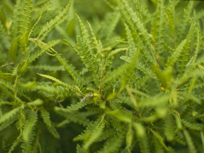 Sweet Fern - Comptonia peregrine (Myrica asplenifolia) 3