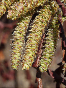Sweet Fern - Comptonia peregrine (Myrica asplenifolia)