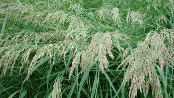 Blue Joint Grass, Bluejoint - Calamagrostis canadensis