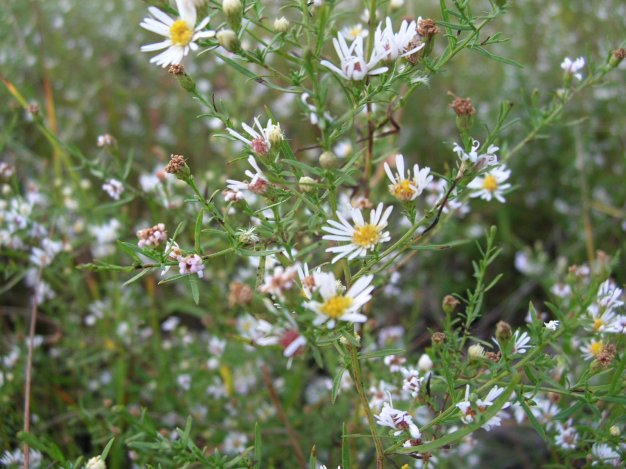 Calico Aster - Symphyotrichum lateriflorum (Aster lateriflorus)