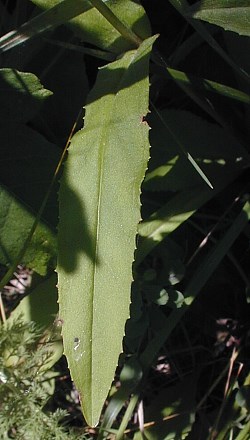 Calico Beardtongue, Longsepal Beardtongue - Penstemon calycosus 3
