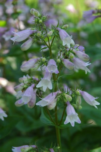 Calico Beardtongue, Longsepal Beardtongue - Penstemon calycosus 3