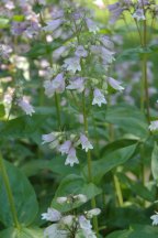 Calico Beardtongue, Longsepal Beardtongue - Penstemon calycosus 3