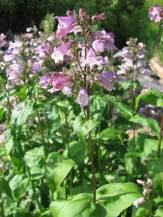 Calico Beardtongue, Longsepal Beardtongue - Penstemon calycosus 2