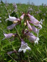 Calico Beardtongue, Longsepal Beardtongue - Penstemon calycosus